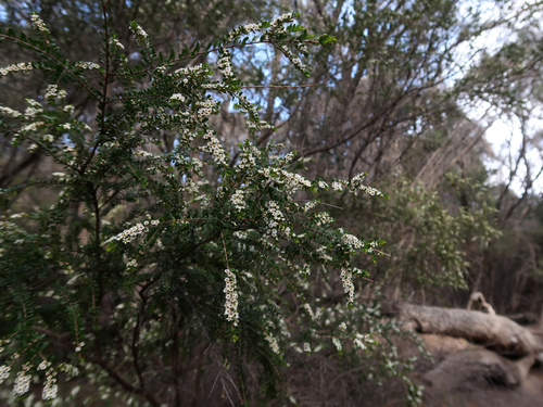 Image of Thryptomene micrantha by no rights reserved