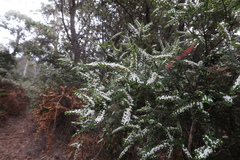 Thryptomene micrantha