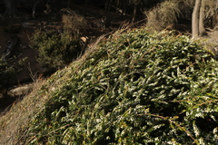 Thryptomene micrantha