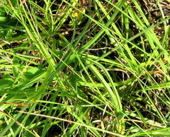 Cyperus niveus leucocephalus