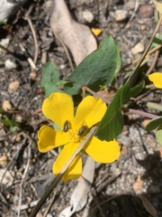 Hibbertia amplexicaulis
