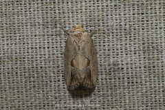 Strotihypera macroplaga