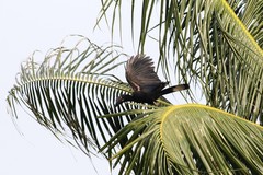 Anthracoceros malayanus