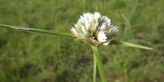 Cyperus niveus leucocephalus