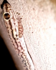Homonota underwoodi