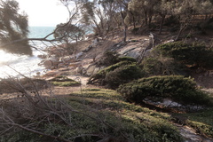 Thryptomene micrantha