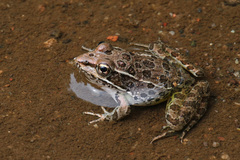 Lithobates yavapaiensis