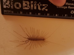 Scutigera coleoptrata