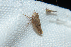 Paraphlepsius continuus