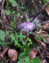 Cirsium tashiroi