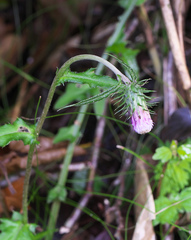 Cirsium tashiroi