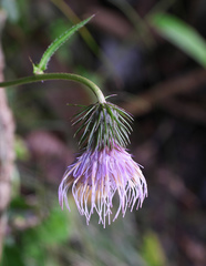 Cirsium tashiroi