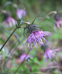 Cirsium tashiroi