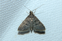 Loxostegopsis xanthocrypta