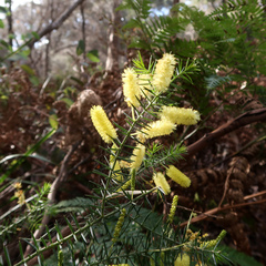 Acacia verticillata verticillata