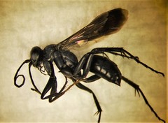 Arachnospila arcta