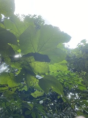 Mallotus paniculatus