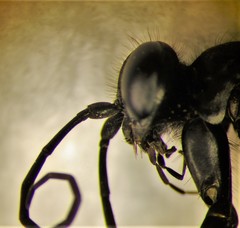 Arachnospila arcta