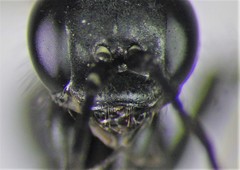 Arachnospila arcta