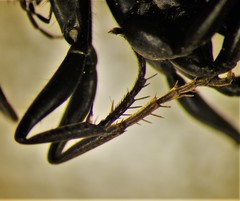 Arachnospila arcta