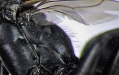 Arachnospila arcta