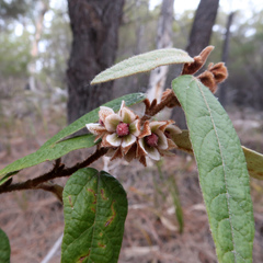 Lasiopetalum macrophyllum