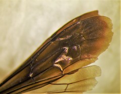 Arachnospila arcta
