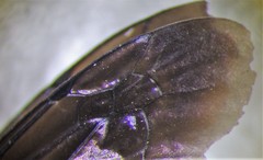 Arachnospila arcta