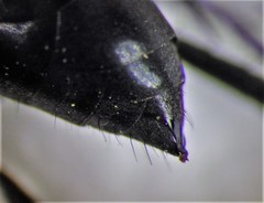 Arachnospila arcta