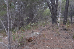 Lasiopetalum macrophyllum