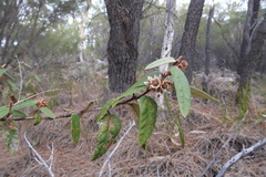 Lasiopetalum macrophyllum