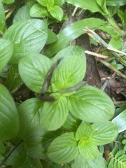 Pentas lanceolata