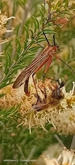 Harpobittacus similis