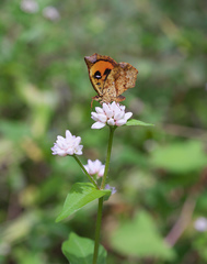 Pterodecta felderi