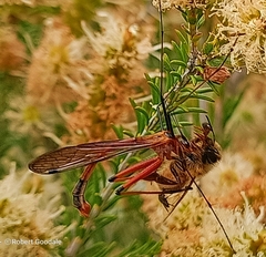 Harpobittacus similis