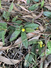 Hibbertia dentata
