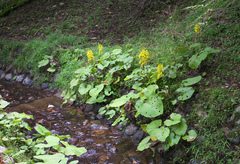 Ligularia fischeri