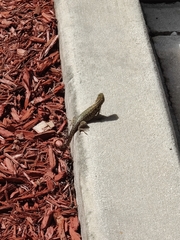 Leiocephalus carinatus