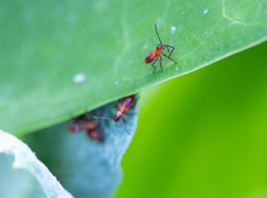 Oncopeltus fasciatus