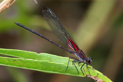 Hetaerina vulnerata