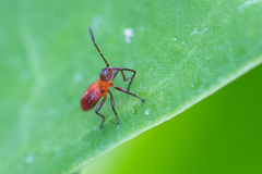 Oncopeltus fasciatus