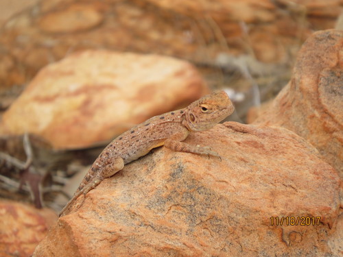 Ctenophorus slateri