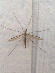 Tipula