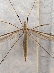 Tipula