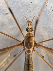 Tipula