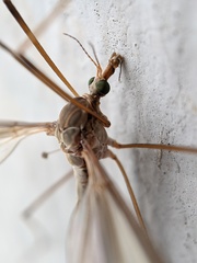 Tipula
