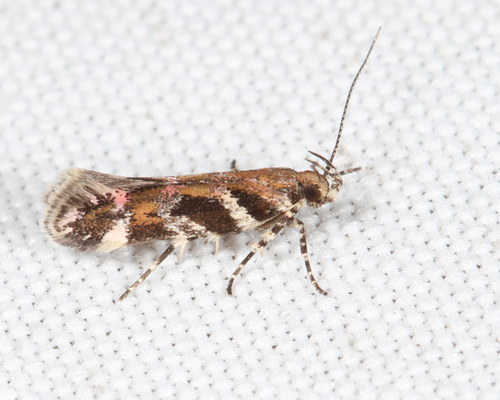 Aristotelia roseosuffusella (Clemens, 1860)
