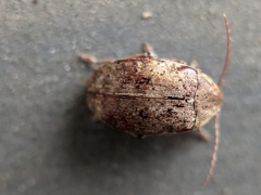 Coleoptera
