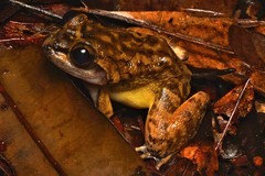 Limnonectes conspicillatus