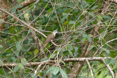 Cacomantis sonneratii